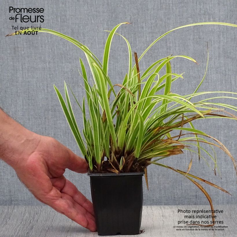 Spécimen de Carex morrowii Aureovariegata - Laîche du Japon Godet de 8/9 cm tel que livré en été