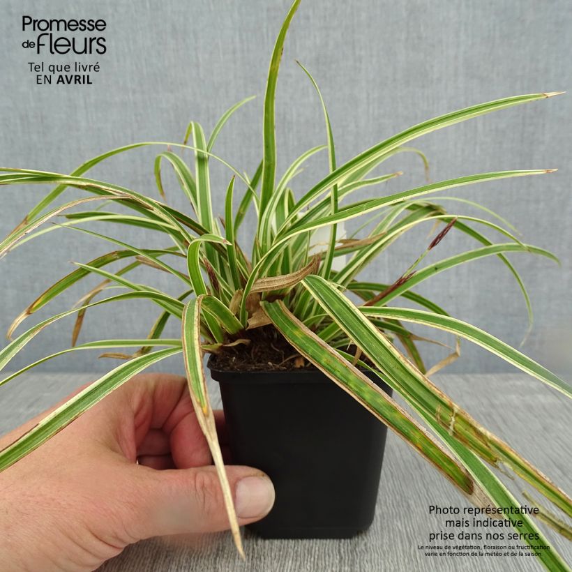 Spécimen de Carex morrowii Goldband - Laîche du Japon - Godet de 8/9 cm tel que livré au printemps