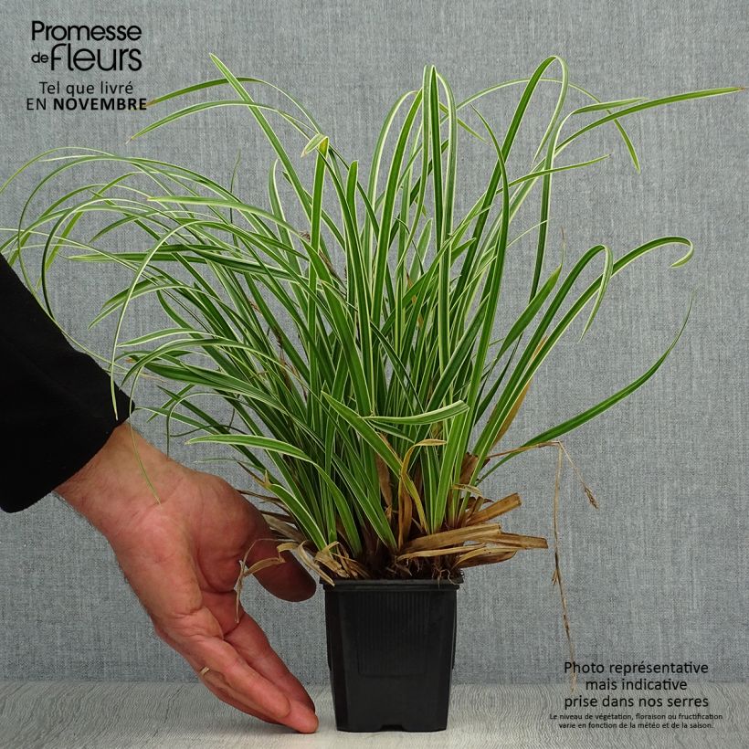 Spécimen de Carex morrowii Ice Dance - Laîche du Japon Godet de 8/9 cm tel que livré en automne