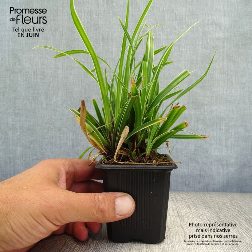 Spécimen de Carex morrowii Ice Dance - Laîche du Japon Godet de 8/9 cm tel que livré en été