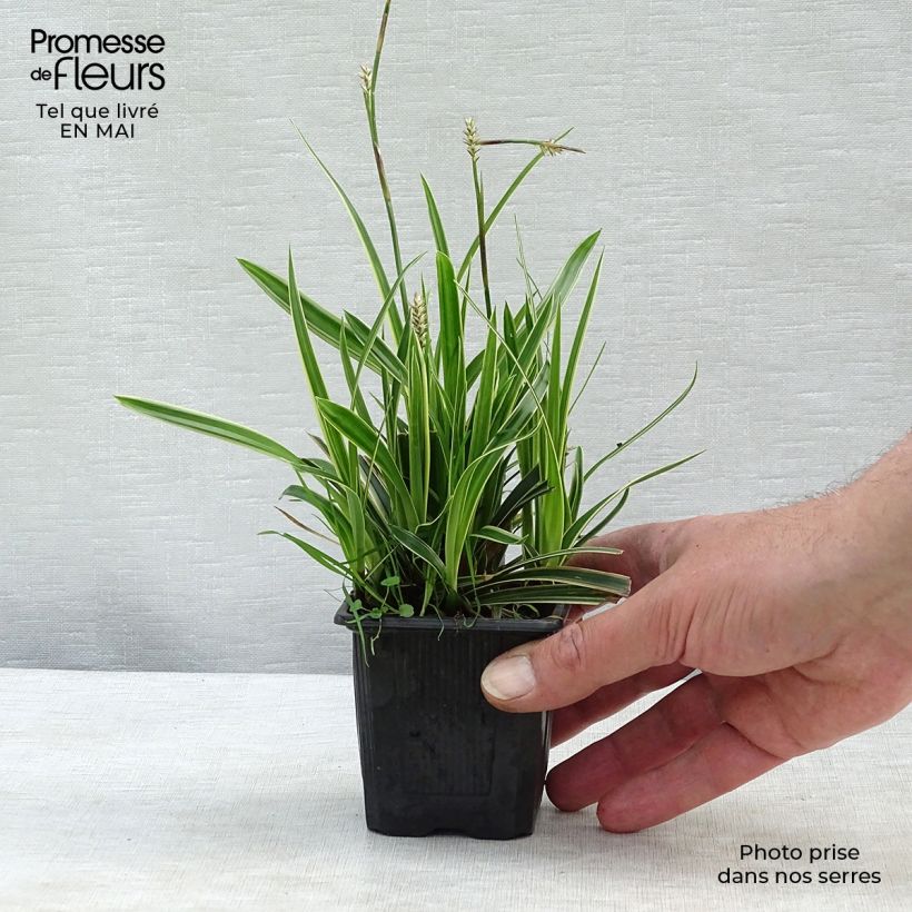 Spécimen de Carex morrowii Ice Dance - Laîche du Japon Godet de 8/9 cm tel que livré au printemps
