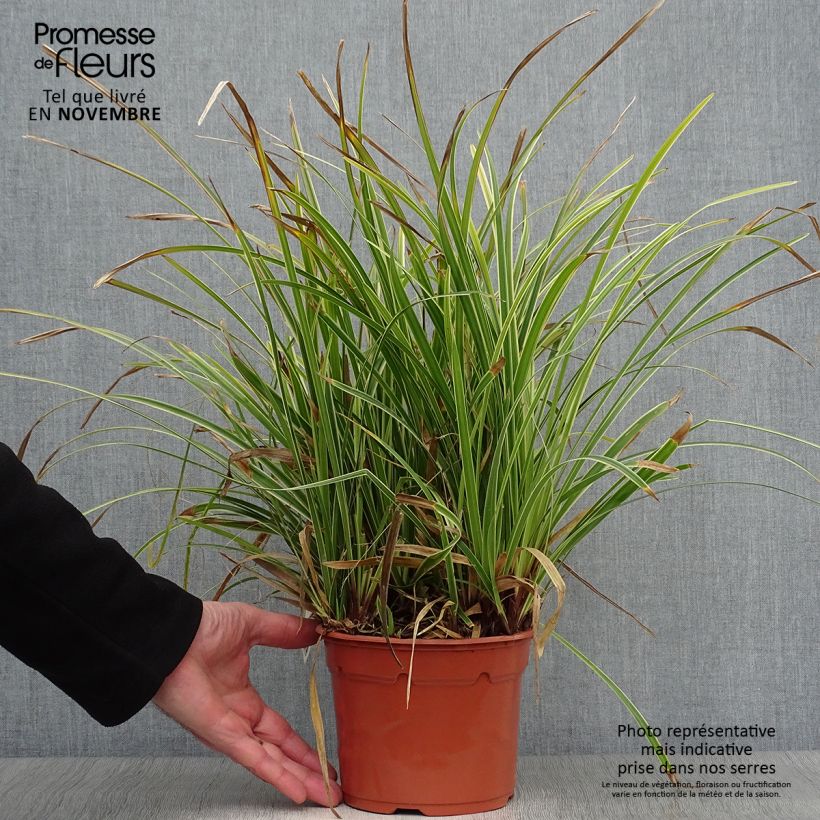 Spécimen de Carex morrowii Ice Dance - Laîche du Japon Pot de 2L/3L tel que livré en automne