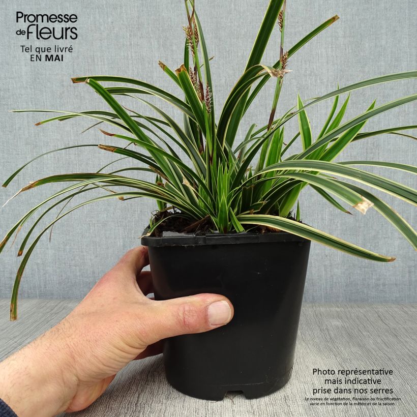 Spécimen de Carex morrowii Ice Dance - Laîche du Japon Pot de 2L/3L tel que livré au printemps