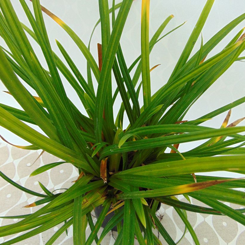 Carex morrowii Irish Green - Laîche du Japon (Feuillage)