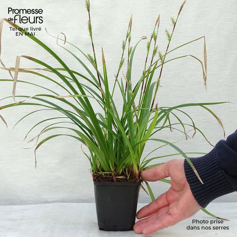 Spécimen de Carex morrowii Irish Green - Laîche du Japon en godet de 9 cm tel que livré au printemps
