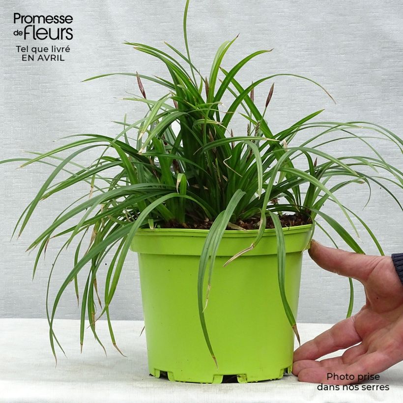 Spécimen de Carex morrowii Irish Green - Laîche du Japon en pot de 2/3 litres tel que livré au printemps