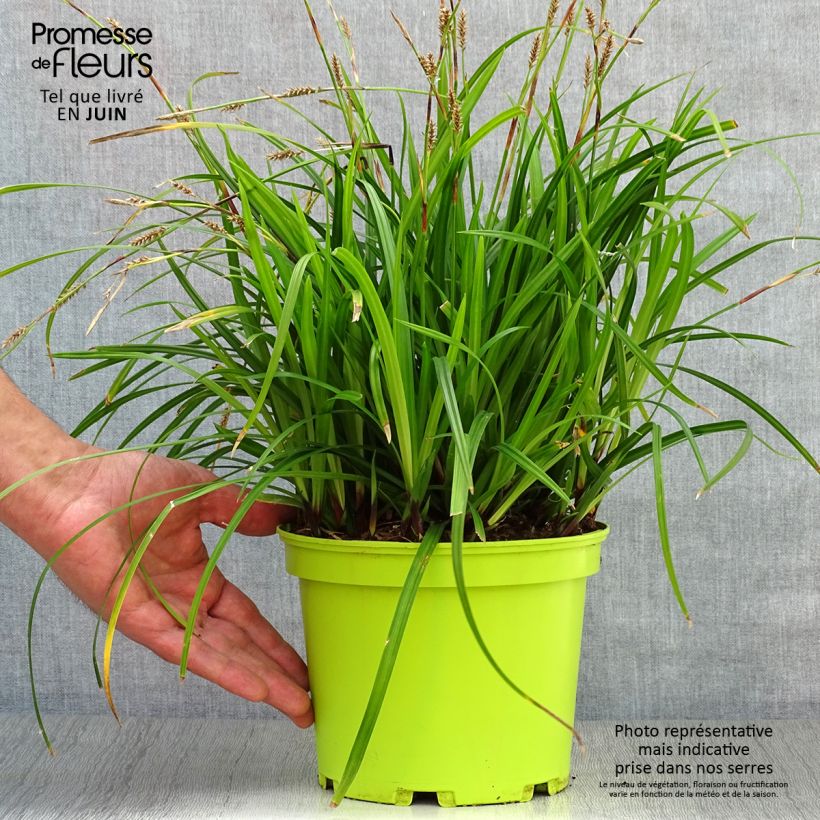 Spécimen de Carex morrowii Irish Green - Laîche du Japon Pot de 2L/3L tel que livré en été