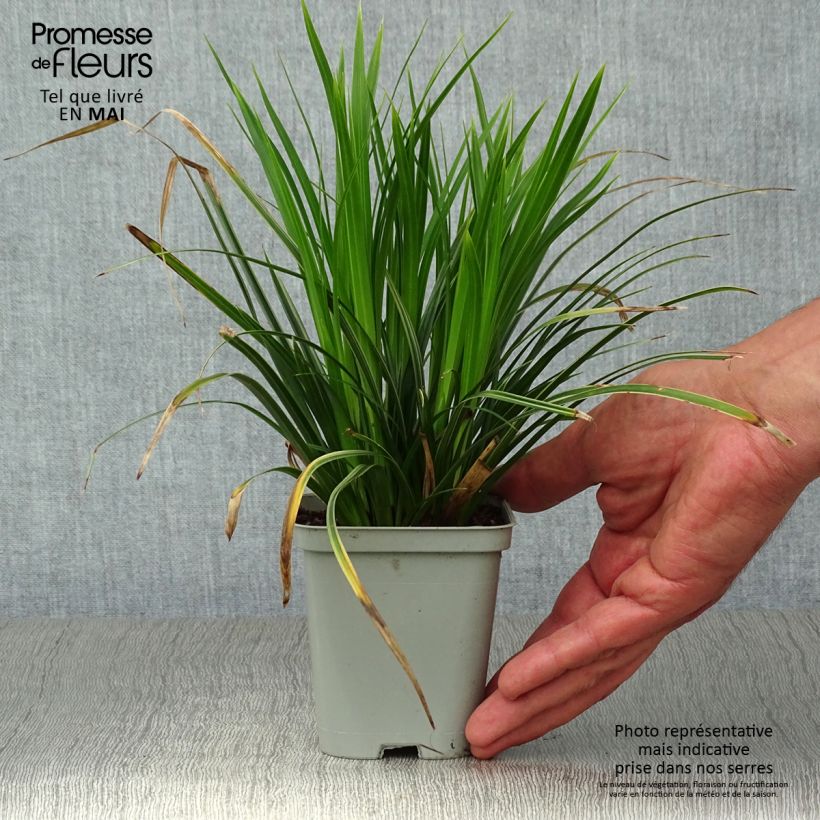 Spécimen de Carex morrowii Variegata - Laîche du Japon en godet de 9 cm tel que livré au printemps