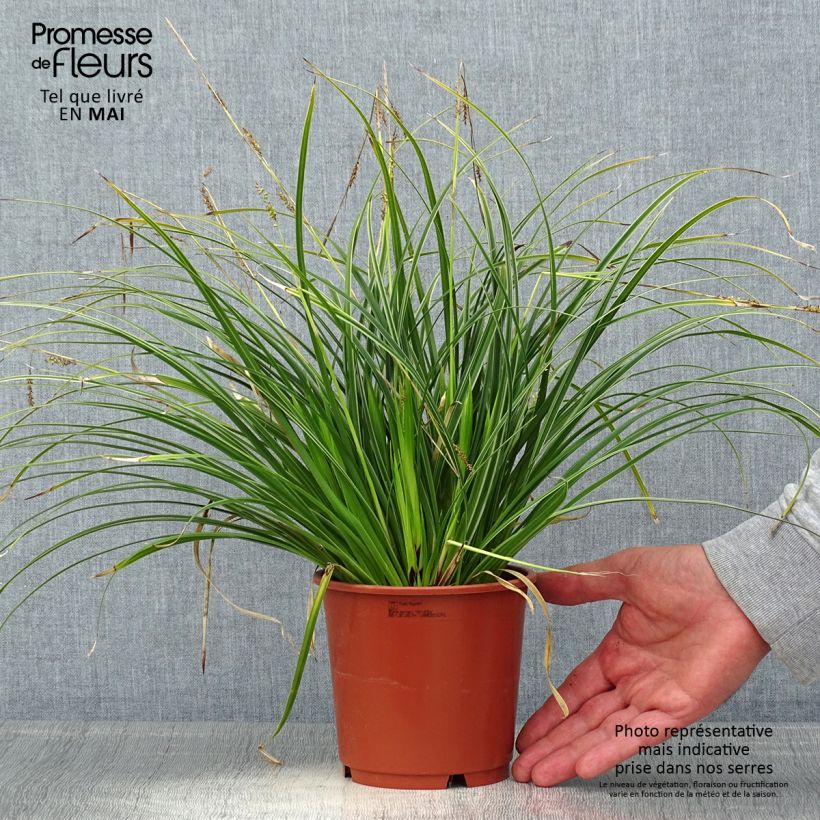 Spécimen de Carex morrowii Variegata - Laîche du Japon en pot de 2L/3L tel que livré au printemps
