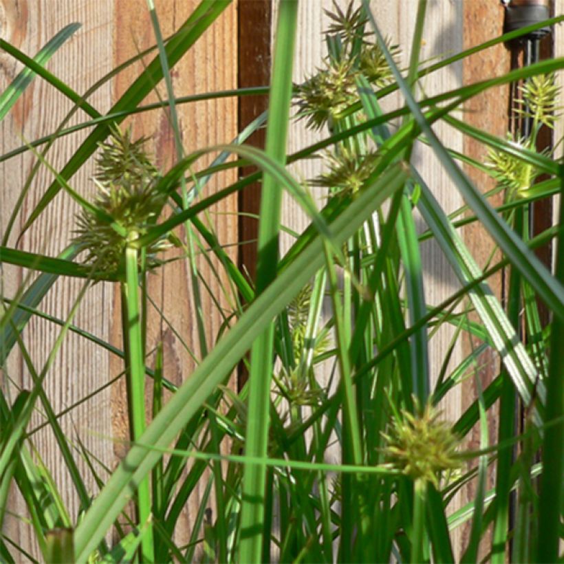 Carex muskingumensis - Laiche d Amerique (Floraison)