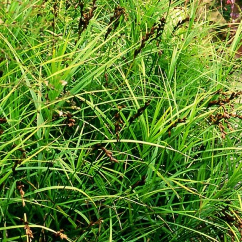 Carex muskingumensis - Laiche d Amerique (Port)