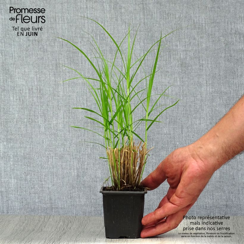 Spécimen de Carex muskingumensis - Laiche d Amerique Godet de 8/9 cm tel que livré en été