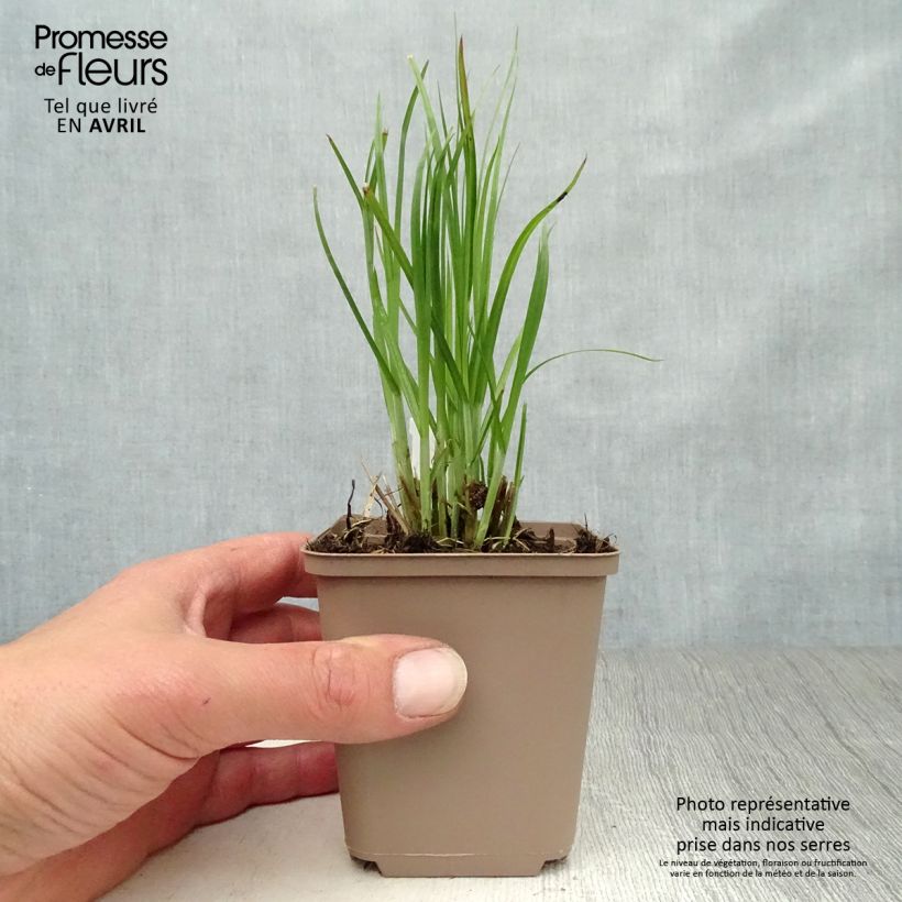 Spécimen de Carex muskingumensis - Laiche d Amerique en godet de 9 cm tel que livré au printemps