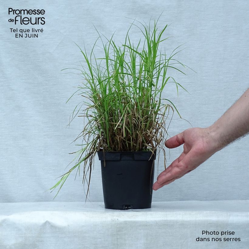 Spécimen de Carex muskingumensis - Laiche d Amerique Pot de 2L/3L tel que livré en été