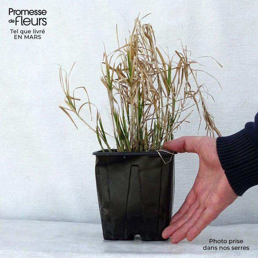 Spécimen de Carex muskingumensis - Laiche d Amerique en pot de 2/3L tel que livré au printemps