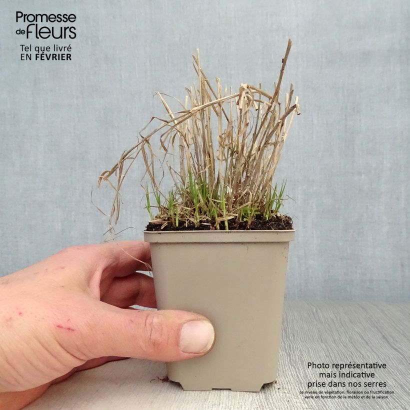 Spécimen de Carex muskingumensis Little Midge - Laîche d'Amérique tel que livré en hiver
