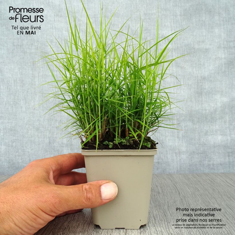 Spécimen de Carex muskingumensis Little Midge - Laîche d'Amérique Godet de 9cm tel que livré au printemps