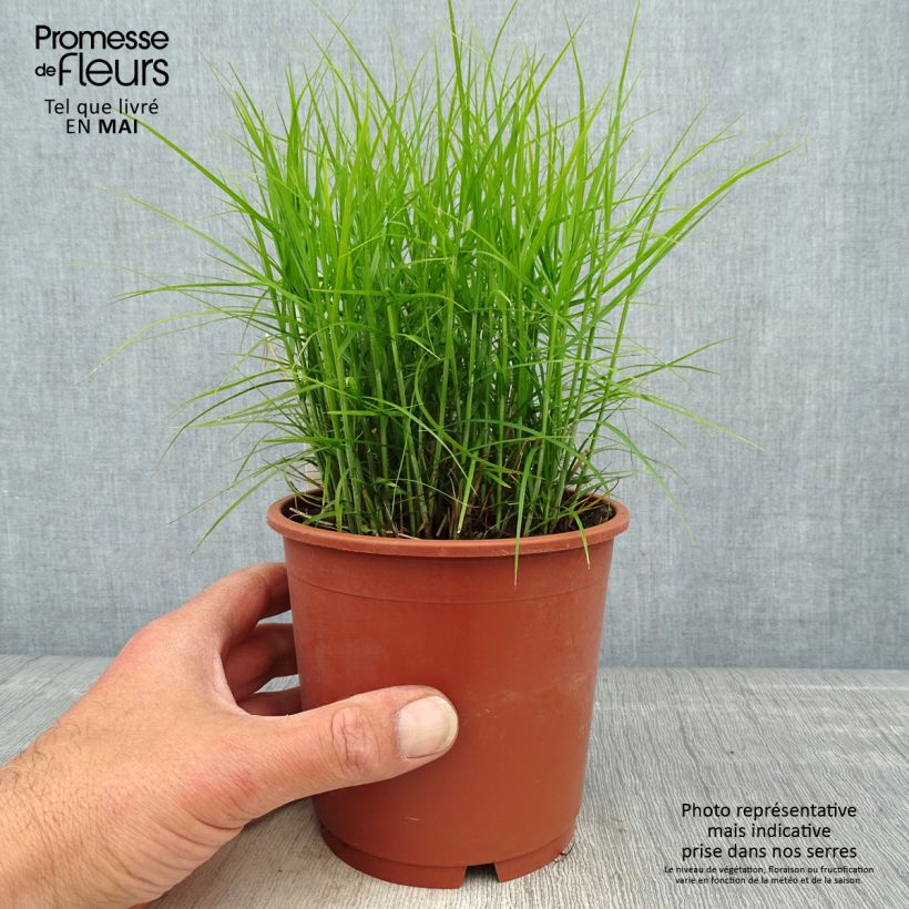 Spécimen de Carex muskingumensis Little Midge - Laîche d'Amérique en pot de 1L/1.5L tel que livré au printemps
