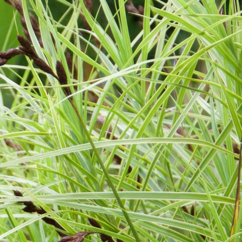 Carex muskingumensis Oehme - Laîche palmée (Feuillage)