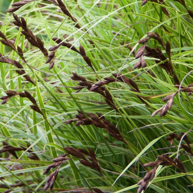 Carex muskingumensis Oehme - Laîche palmée (Floraison)