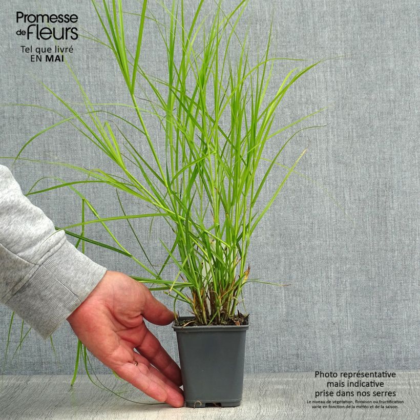 Spécimen de Carex muskingumensis Oehme - Laîche palmée Godet de 9cm tel que livré au printemps