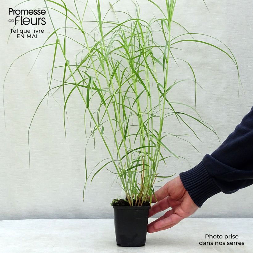 Spécimen de Carex muskingumensis Silberstreif - Laîche d'Amérique Godet de 9cm tel que livré au printemps