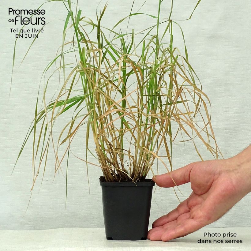 Spécimen de Carex muskingumensis Silberstreif - Laîche d'Amérique Godet de 8/9 cm tel que livré en été