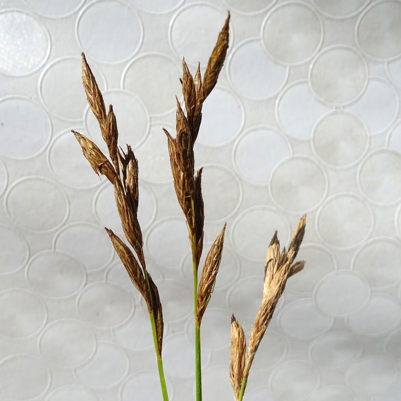 Carex muskingumensis Silberstreif - Laîche d'Amérique (Floraison)