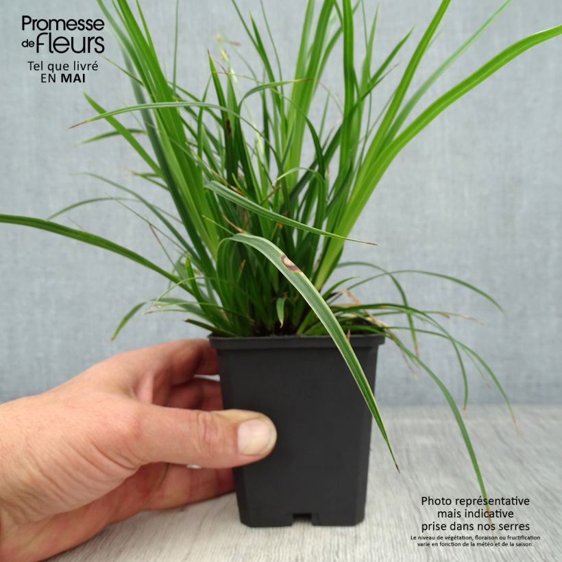 Spécimen de Carex muskingumensis Variegata - Laîche palmée Godet de 9cm tel que livré au printemps