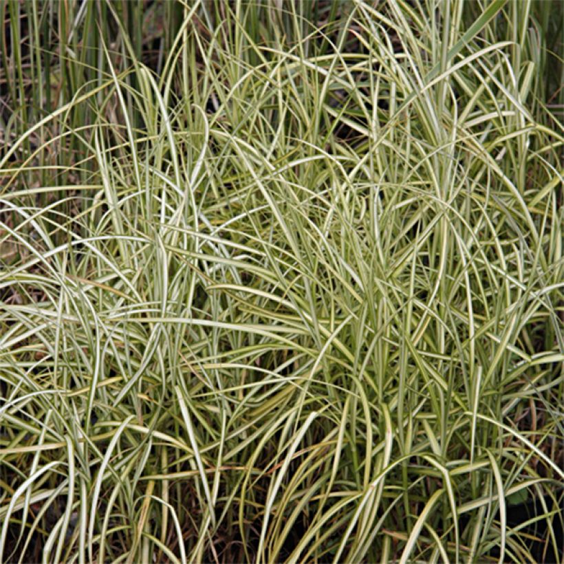Carex muskingumensis Silberstreif - Laîche d'Amérique (Feuillage)