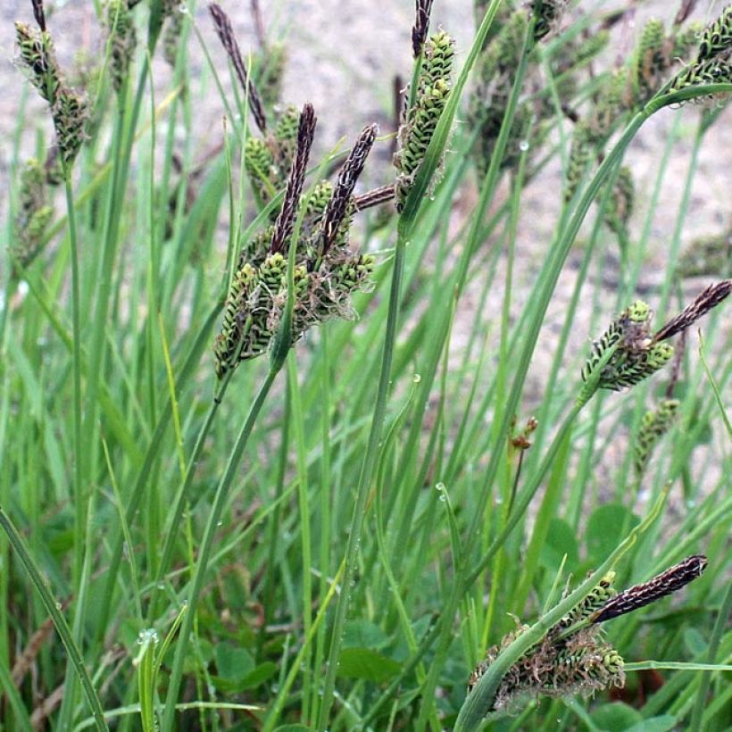 Carex nigra - Laîche noire (Feuillage)