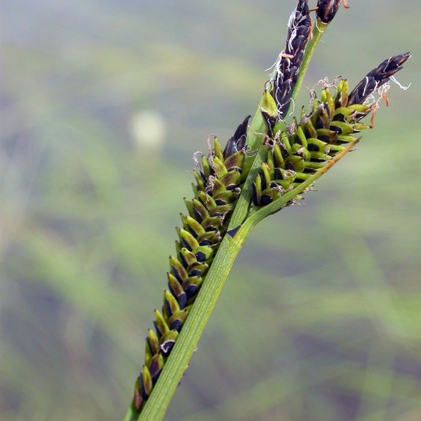 Carex nigra - Laîche noire (Floraison)