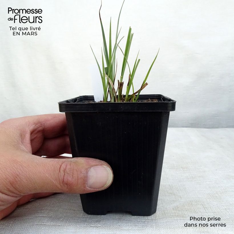 Spécimen de Carex nigra - Laîche noire Godet de 9cm tel que livré au printemps