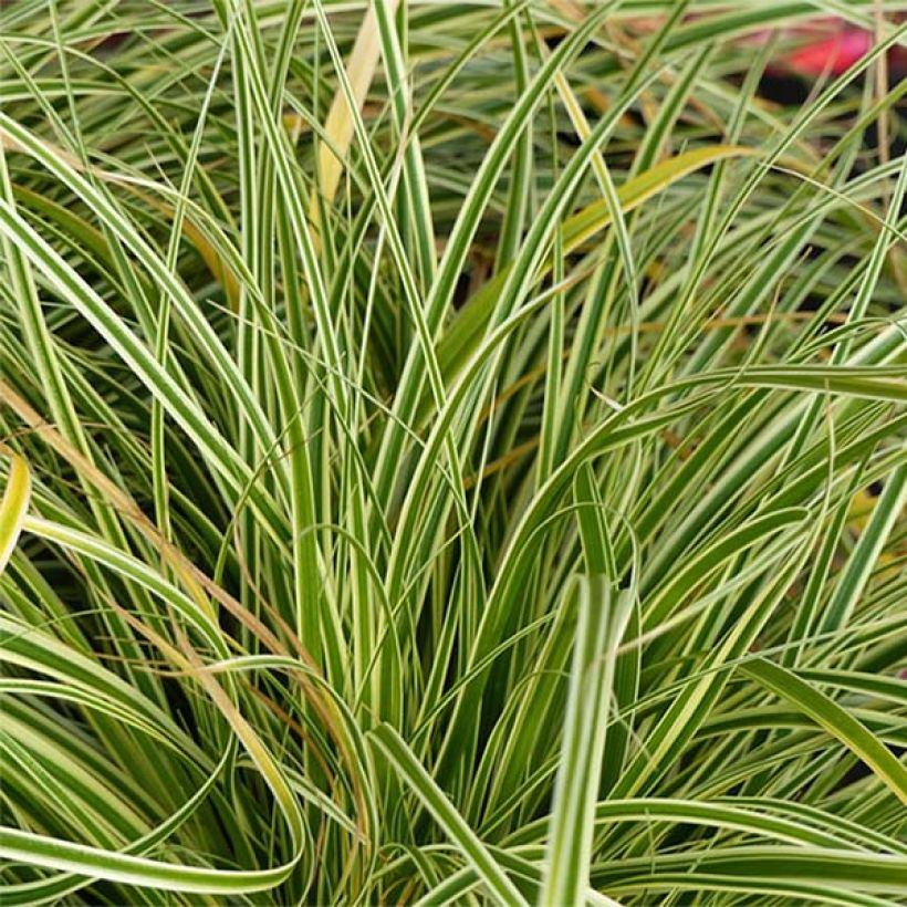 Carex oshimensis Evercream - Laîche d'Oshima (Feuillage)