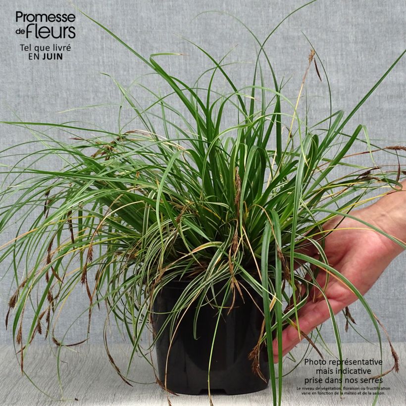 Spécimen de Carex oshimensis Evercream - Laîche d'Oshima Pot de 2L/3L tel que livré en été