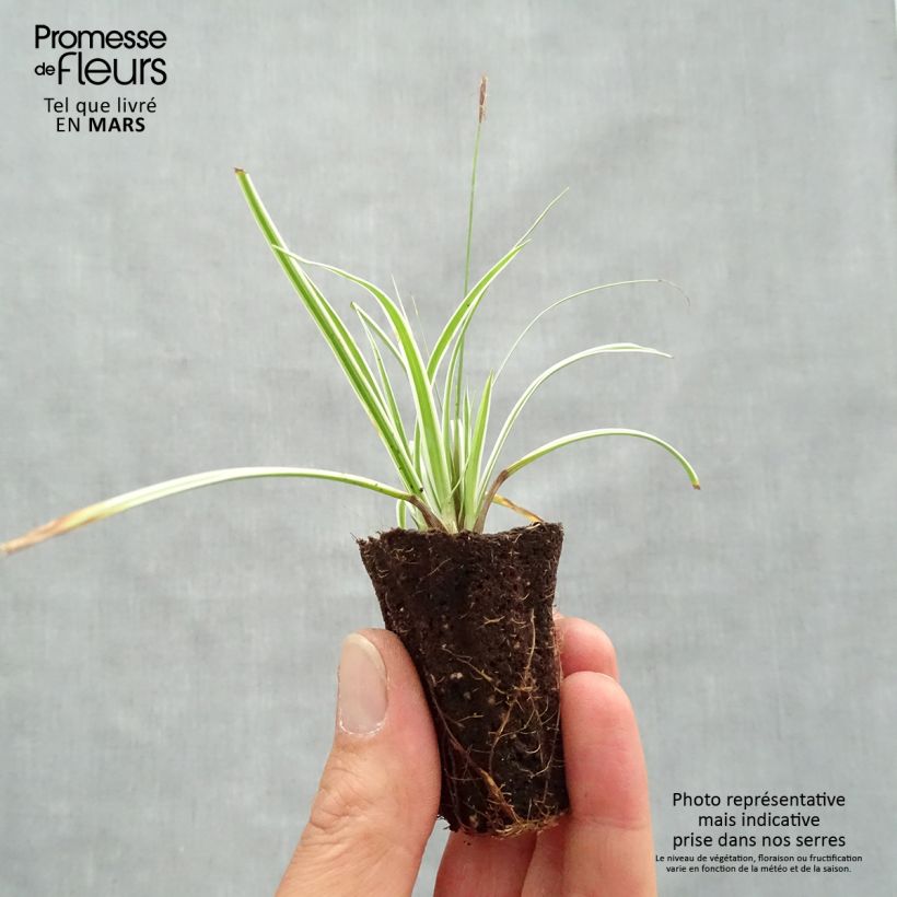 Spécimen de Carex oshimensis Everest® - Laîche d'Oshima Mini-motte Ø 3/4 cm tel que livré au printemps