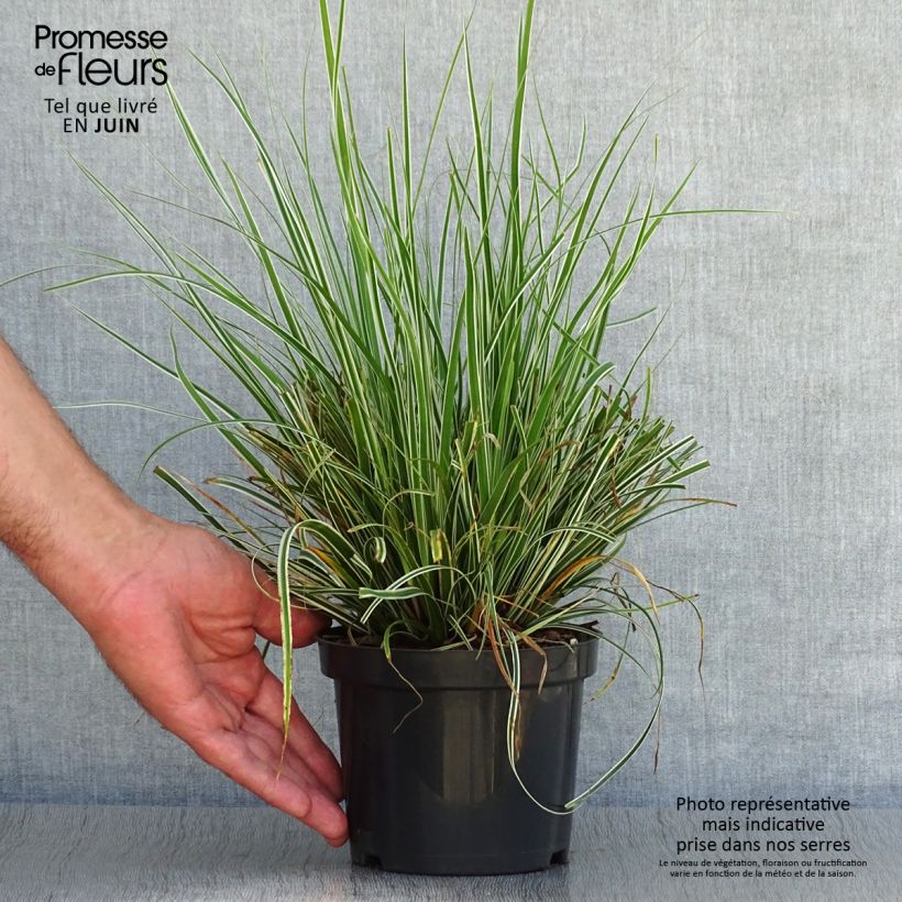 Spécimen de Carex oshimensis Everest® - Laîche d'Oshima Godet de 8/9 cm tel que livré en été