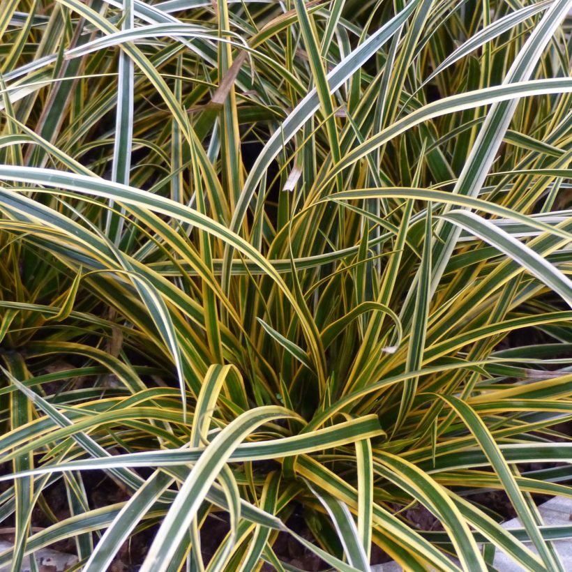 Carex oshimensis Everglow - Laîche d'Oshima (Feuillage)