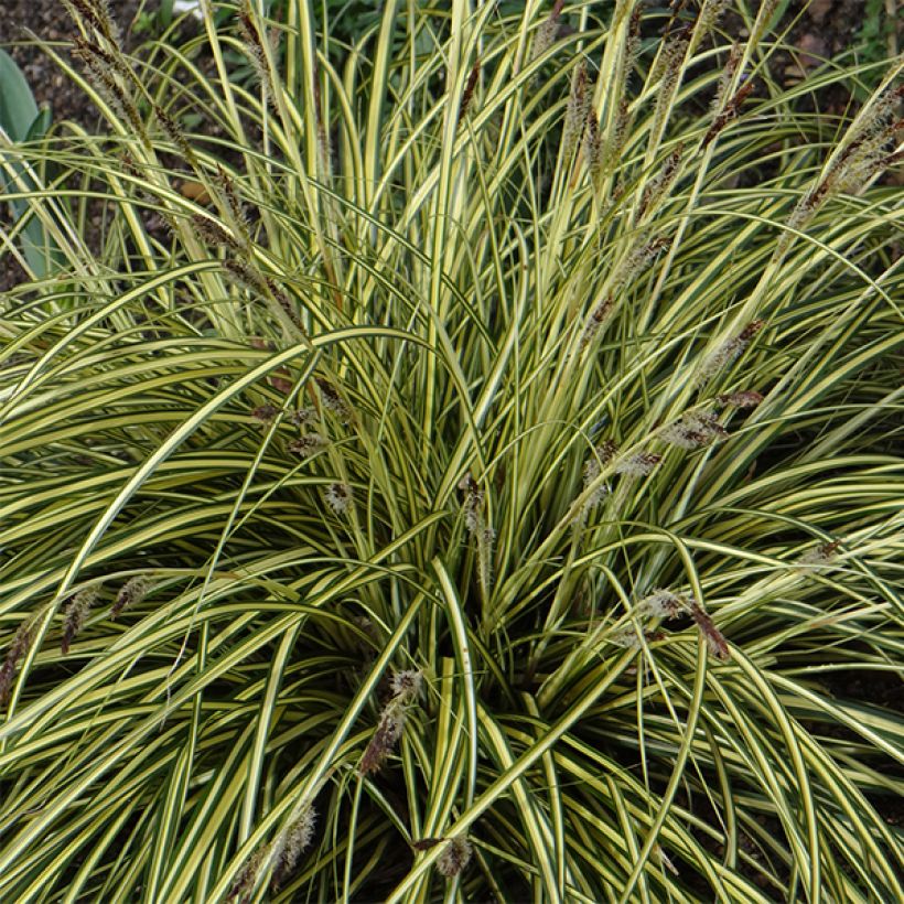 Carex oshimensis Evergold  (Floraison)