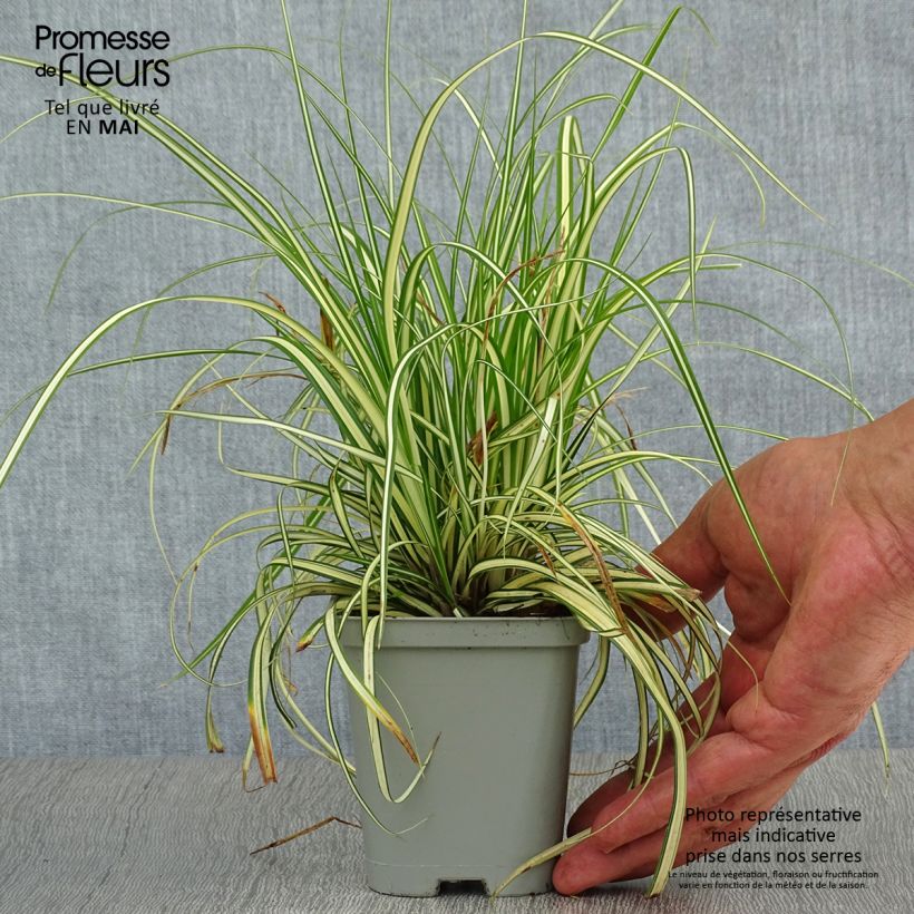 Spécimen de Carex oshimensis Evergold en godet de 9 cm tel que livré au printemps