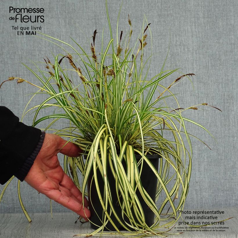 Spécimen de Carex oshimensis Evergold en pot de 2L/3L tel que livré au printemps