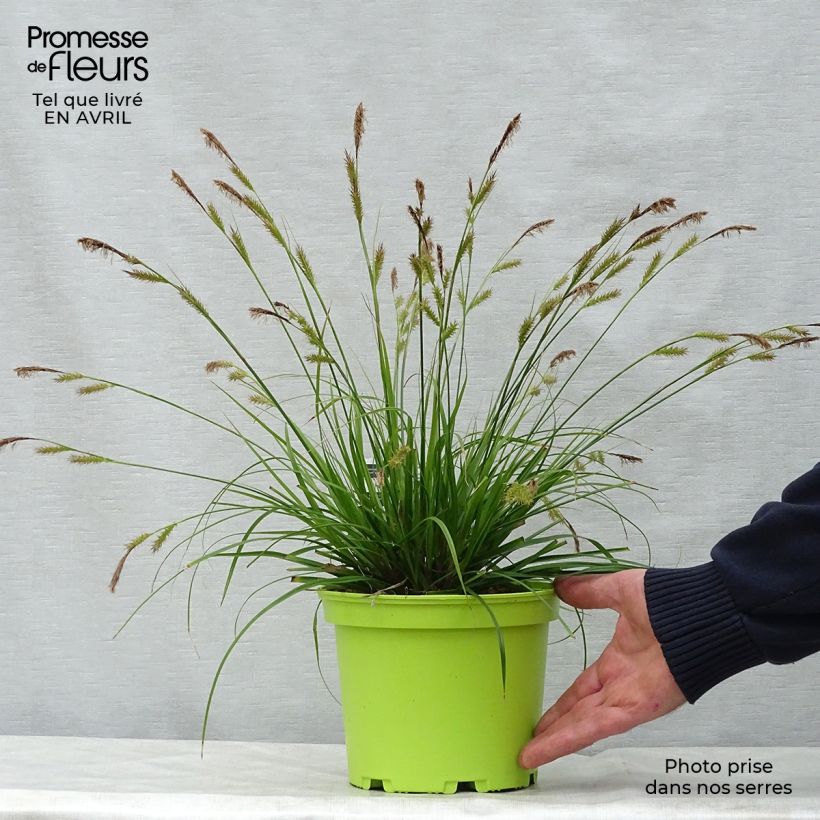 Spécimen de Carex oshimensis Evergreen - Laîche d'Oshima  Pot de 2L/3L tel que livré au printemps