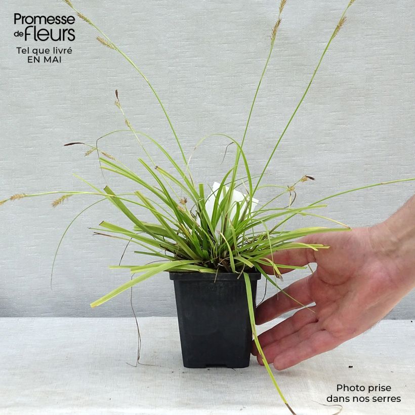 Spécimen de Anthericum ramosum - Phalangère rameuse Godet de 8/9 cm tel que livré au printemps