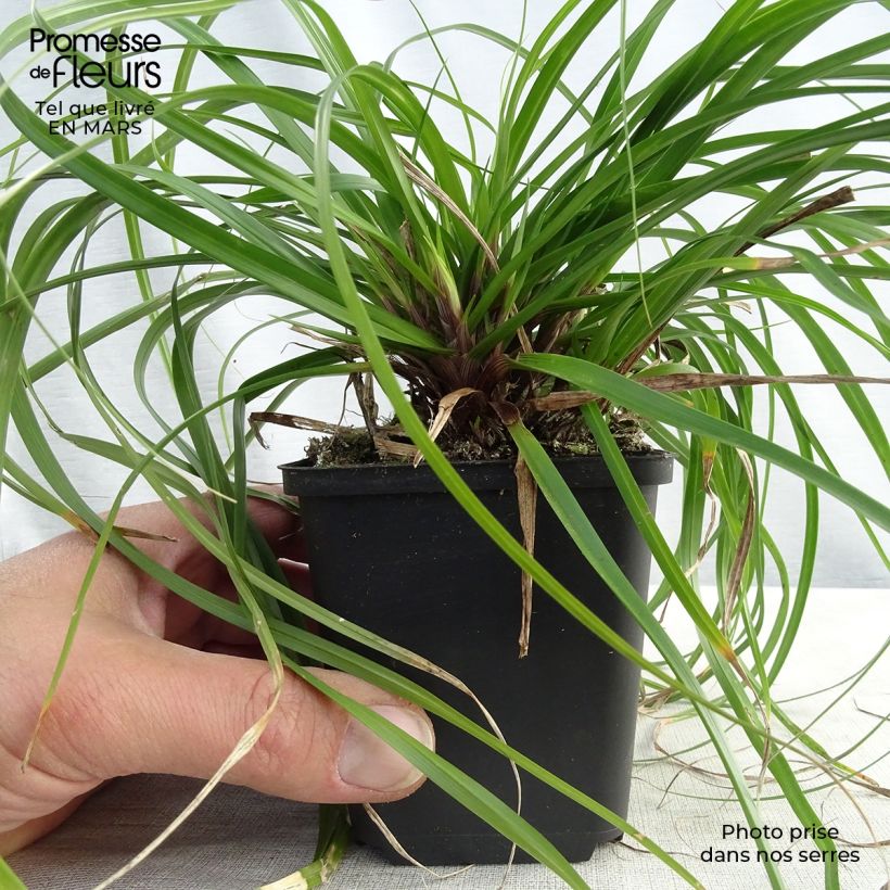 Spécimen de Carex oshimensis Evergreen - Laîche d'Oshima en godet de 9cm tel que livré au printemps