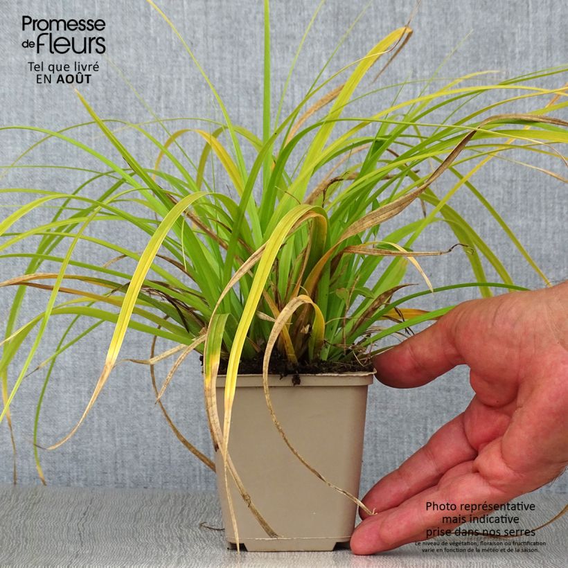 Spécimen de Carex oshimensis Evergreen - Laîche d'Oshima  Godet de 8/9 cm tel que livré en été