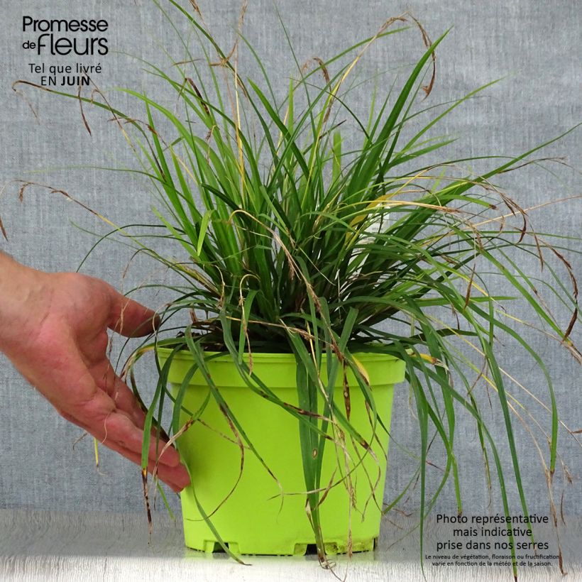 Spécimen de Carex oshimensis Evergreen - Laîche d'Oshima  Pot de 2L/3L tel que livré en été