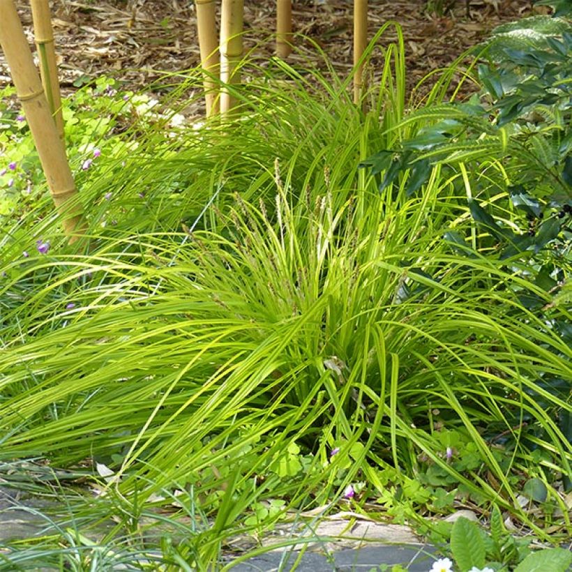 Carex oshimensis Everillo - Laîche d'Oshima (Port)