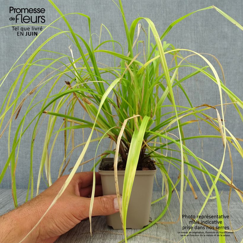 Spécimen de Carex oshimensis Everillo - Laîche d'Oshima Godet de 8/9 cm tel que livré en été