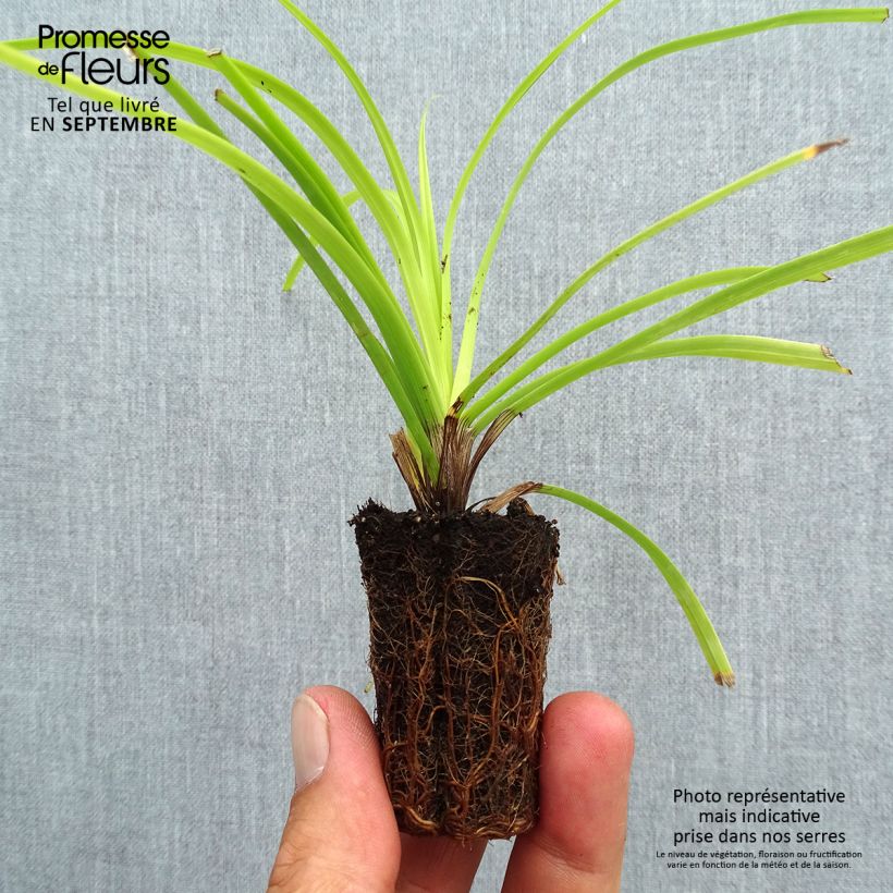 Spécimen de Carex oshimensis Everillo - Laîche d'Oshima Mini-motte Ø 3/4 cm tel que livré en automne