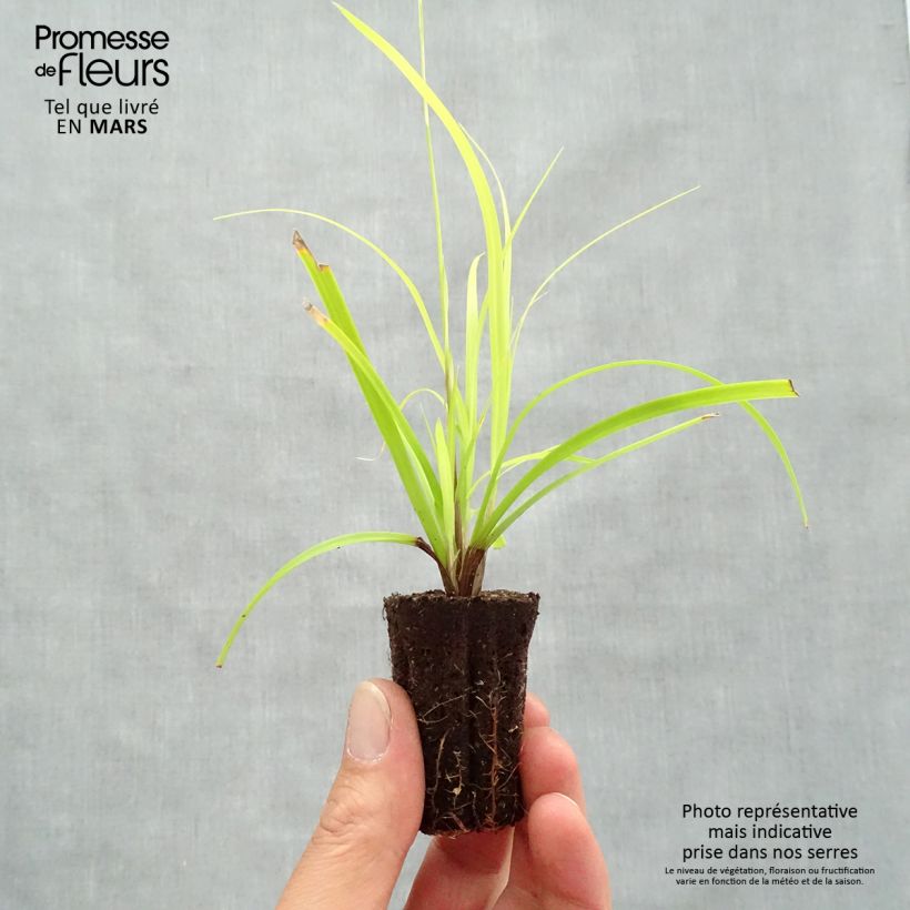Spécimen de Carex oshimensis Everillo - Laîche d'Oshima Mini-motte Ø 3/4 cm tel que livré au printemps